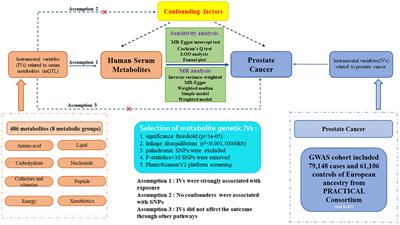 Causal links of human serum metabolites on the risk of prostate cancer: insights from genome-wide Mendelian randomization, single-cell RNA sequencing, and metabolic pathway analysis